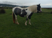 COB x blue and white 2yr old filly