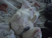 9 month old Albino