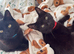 Bombay rare cat breed in the uk