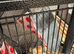 Pet cage and accessories