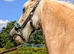 Palomino welsh x cob mare