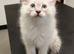 Stunning Siberian Neva Masquerade male kitten