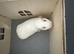 2 young girl Guinea pigs very calm and playful