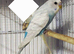 White and blue Budgies
