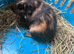 Baby guinea pigs ready now