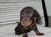 Ready Beautiful PRA clear mini smooth dachshund puppies