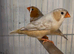 Zebra finches