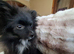 Girl pomeranian
