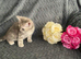 Mollys half ragdoll kittens , ready to leave .