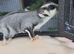 Male and female gliders with 11 week old joey