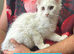 Maine Coon Boy Kittens