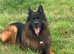 Reduced - CHOW SHEPHERDS READY NOW