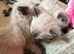 All reserved 3 lovely Siamese chocolate point kittens