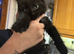 Black kittens