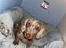 Isabella and tan miniature dachshund