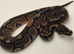 6wk old het Axanthic TSK ball python