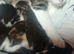 Kittens Ready now (Stevenage)