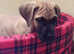 Great Dane for stud