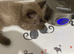 Rare! Two beautiful ragdolls