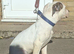 American bulldog