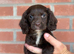 Boy and girl cocker spaniel puppy