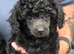 Toy Poodle Puppies