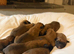 Belgian Mali puppies