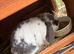 6 months mini lops