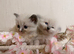 RAGDOLL KITTENS
