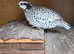 10 week old Snowflake Bobwhites for sale