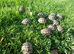 Spur-thighed tortoises