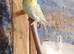 2 pairs of Adult Budgies