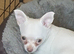 Chihuahua puppies ready now Lincolnshire