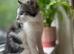 have two very friendly and quiet cats looking for a new home.  The orange cat is 7 months old, and the black-and-white kitten is 10 weeks old and stil