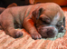 Mastiff hybrid/banddog