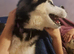 Poppy Husky