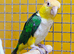 Baby yellow thigh Caique