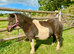 A Very Pretty Shetland Mare