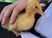 Crested runner duck eggs fertile 6
