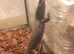 3-4 month old bostic monitor