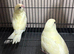 Kakariki parakeet