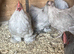 Lavender Pekin bantams for sale