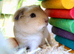 Single male smooth guinea pig