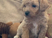 Fabulous poochon puppies
