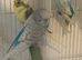 Budgies Adults & Young Blue White Yellow Green