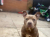 ** Female Pocket Bully**