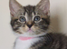 Laperm mix kittens