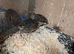 Pair of young quails