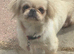 D KC reg Pekingnese girl 3 years white bi colour