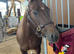 Fancy 2020 AQHA/APHA mare
